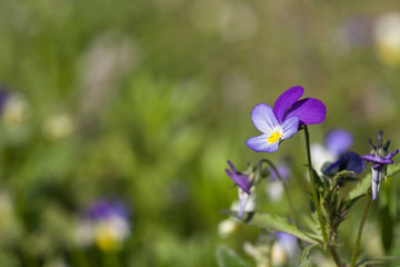 Closeup of pansy flowers, shallow depth of field