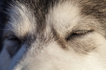 Portrait of a sleeping Alaskan Malamute