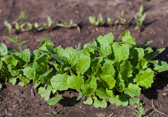 Radish plant in sandy soil, close up. Red radish growing in the garden bed. Gardening banner background with Red Radish