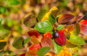 A cotoneaster branch with gold yellow green red leaves and a black berry on a beautiful blur background