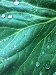 Fototapeta premium Green leaf after rain