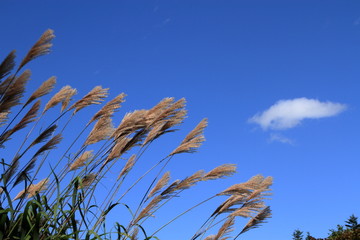 北海道札幌の公園のすすきの穂