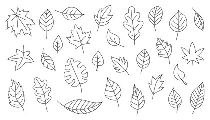 simple leaves line