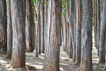 Obraz premium eucalyptus forest