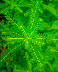 Small green plants with many small leafs 