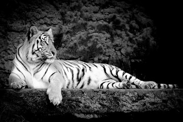 B;ack and white bengal Tiger in forest show head and leg
