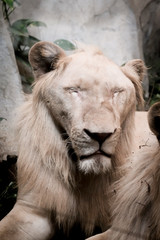 A lion on a rocky at the zoo in Thailand