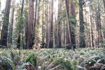 The Forest