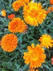 Yellow garden flowers calendula