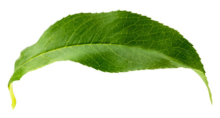 Obraz premium Peach leaves isolated on white background with clipping path