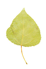 Collection of leaves isolated on a white background