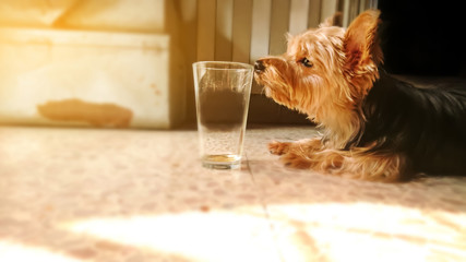 A small Yorkshire terrier dog sniffing glass on the floor / sunlight