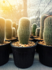 Row Mammillaria cactus in the pot at farm