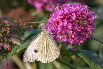 Pieris brassicae, Cabbage White Butterfly on flower