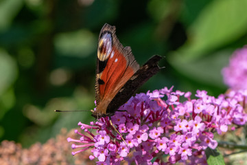 Aglais io , European peacock butterfly on flower