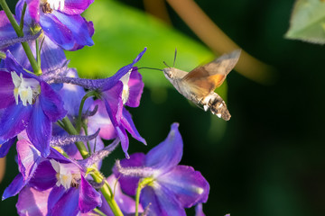 Hummingbird hawk-moth (Macroglossum stellatarum)