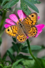 Lasiommata megera , Wall Brown Butterfly on flower