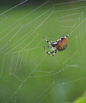 Shamrock Orb Spider on a light green background