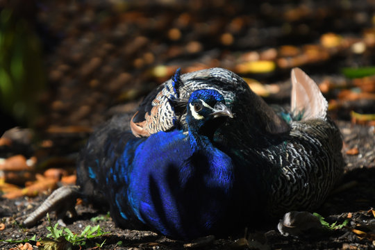 Close up of a nesting blue peacock
