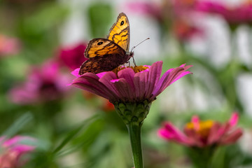 Lasiommata megera , Wall Brown Butterfly on flower