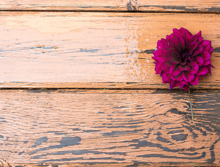 Burgundy Dahlia close-up on the background of orange boards