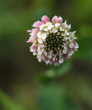 Isolated macro of a pink and white clover flower on a green background