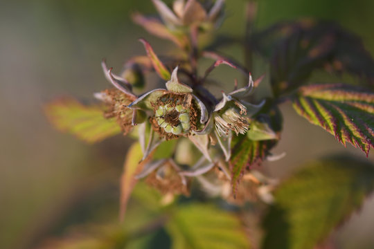 Macro of  an unripe green raspberry on rust and green fall foliage