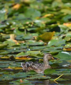 Common brown duck floating in a green and yellow  lily pond
