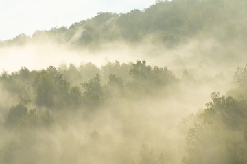 Fototapeta premium Breathing forest in Ukrainian mountains
