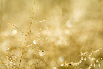 Golden smooth bokeh