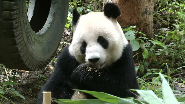 panda at zoo