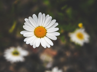 Margerite (Leucanthemum vulgare)