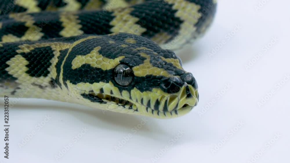 Poster close-up of a ball python snake sticking its tongue out on a studio white background