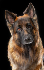 German Shepherd Dog  Isolated  on Black Background in studio