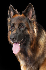 German Shepherd Dog  Isolated  on Black Background in studio