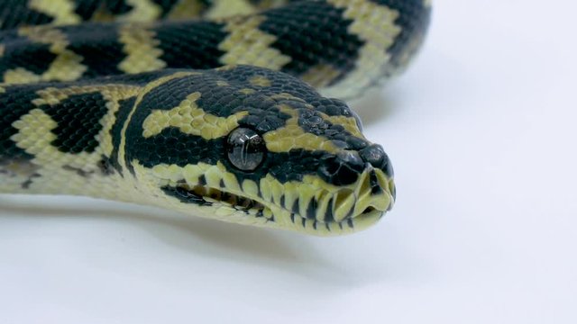 Close-up of a ball python snake sticking its tongue out on a studio white background