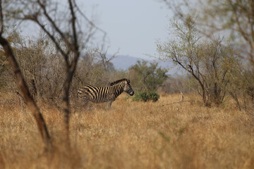 Fototapeta na wymiar Zebra im Kruger-Nationalpark in Südafrika