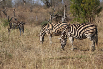 Fototapeta na wymiar Zebras im Kruger-Nationalpark in Südafrika