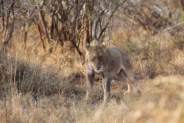 Löwe im Kruger-Nationalpark in Südafrika