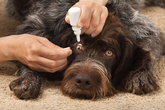 hands drip medicine in the dog's eyes