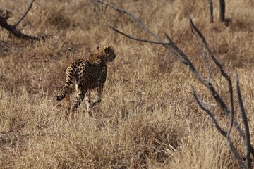 Obraz na płótnie Canvas Gepard im Kruger-Nationalpark in Südafrika