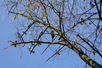 A flock of birds sitting on a tree against the blue sky