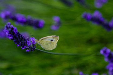Un papillon sur les fleurs de lavande.	