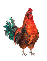 Watercolor red cock