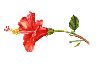 Watercolor flower of red hibiscus © shoshina