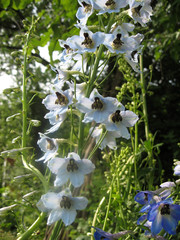 Blue flowers of Delphinium elatum , Delphinium Flower in the Garden - Larkspur flowers. Gardening of Ukraine.