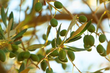 Olive branch in the morning sun