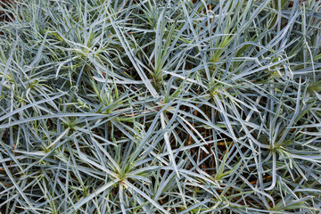 Background of green and silver leaves of exotic plants in a Botanical garden