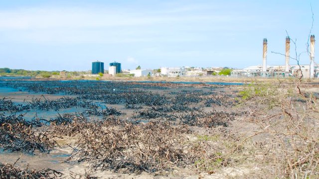Dead mangrove stumps covered in heavy oil in asphalt lake, Curacao - September 2018