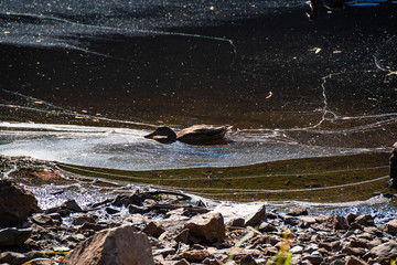 The poor duck in the dirty pond